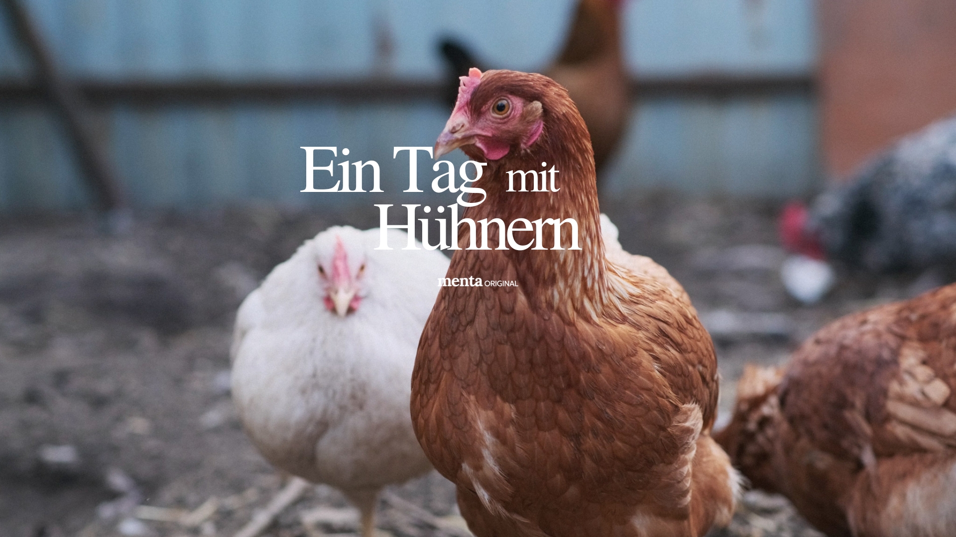 Ein Tag mit Hühnern