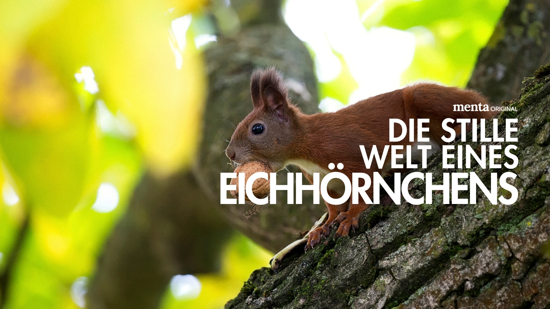 Die stille Welt eines Eichhörnchens