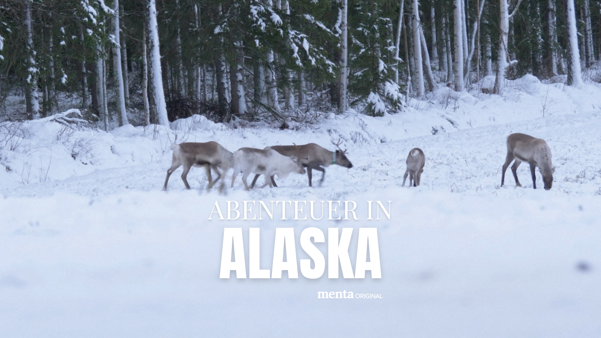 Abenteuer in Alaska