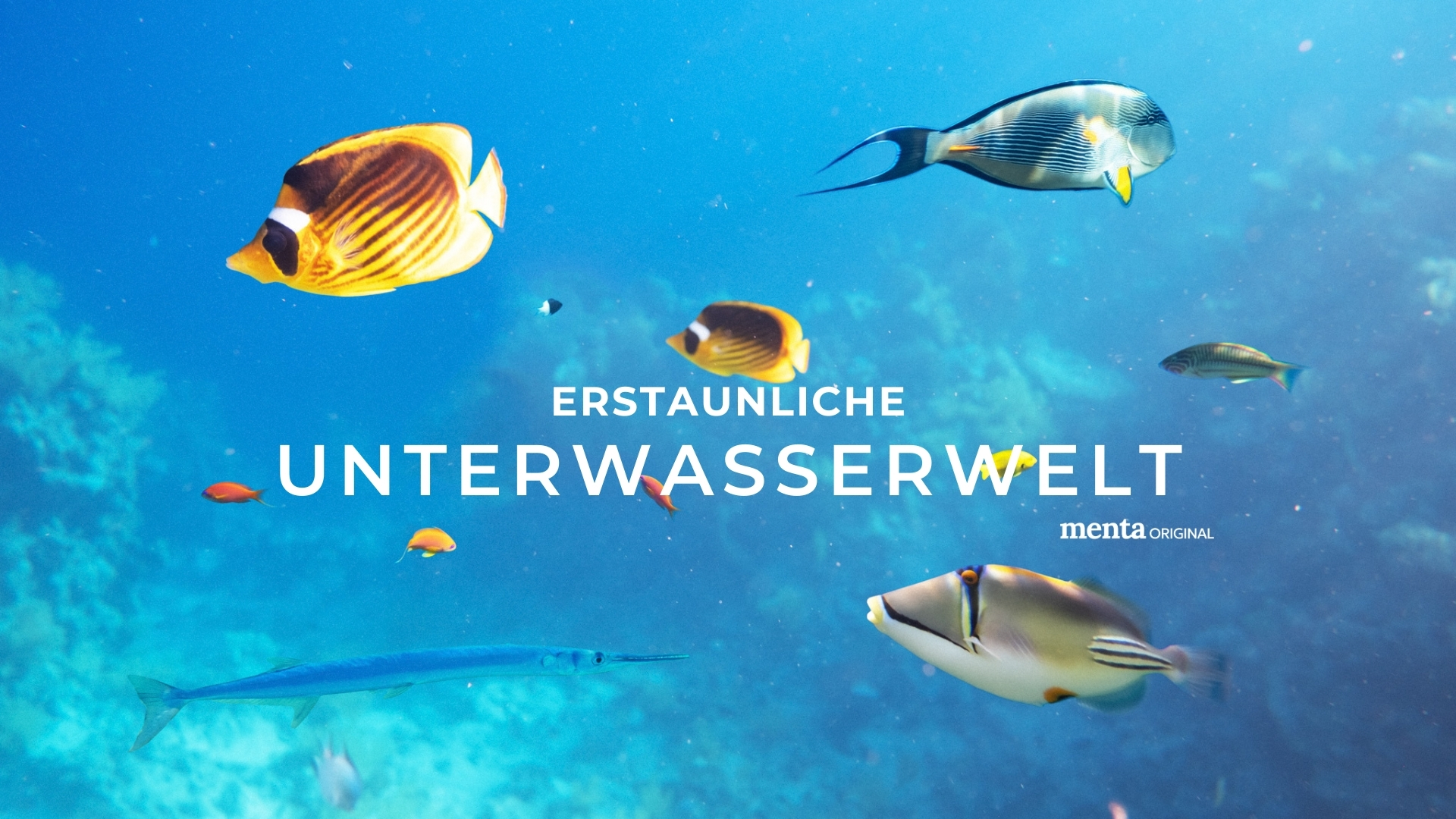 Erstaunliche Unterwasserwelt