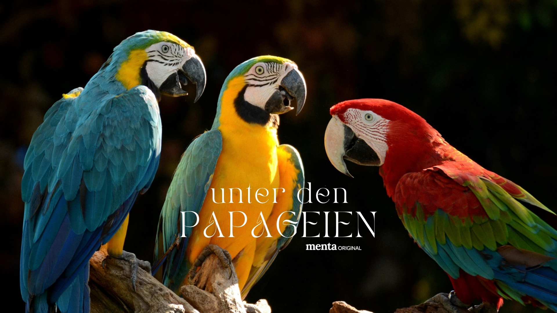 Unter den Papageien