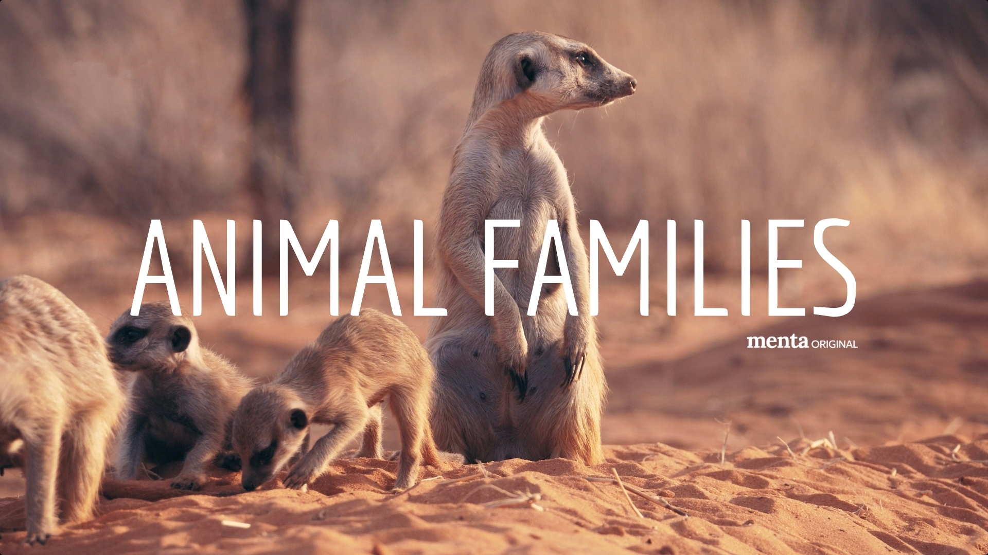 Animal Families