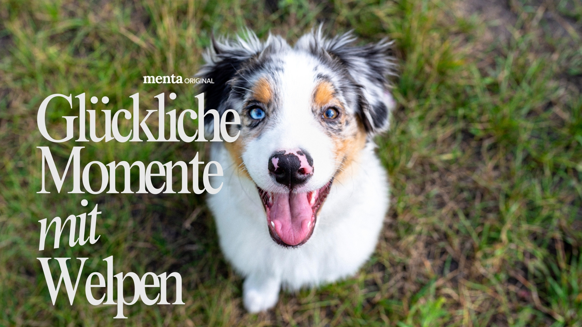 Glückliche Momente mit Welpen