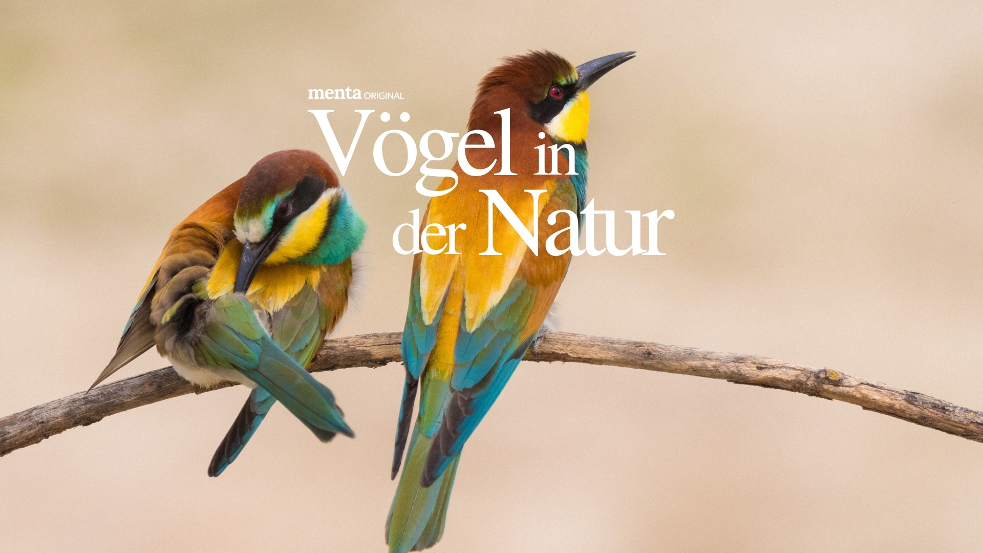 Vögel in der Natur