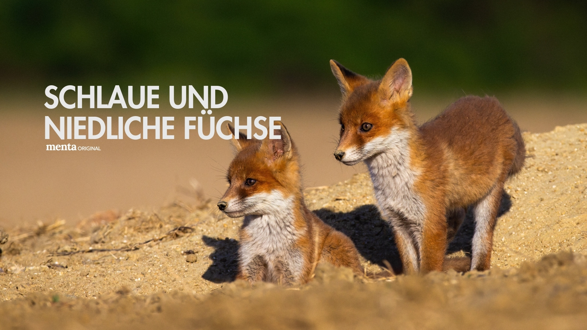 Schlaue und niedliche Füchse