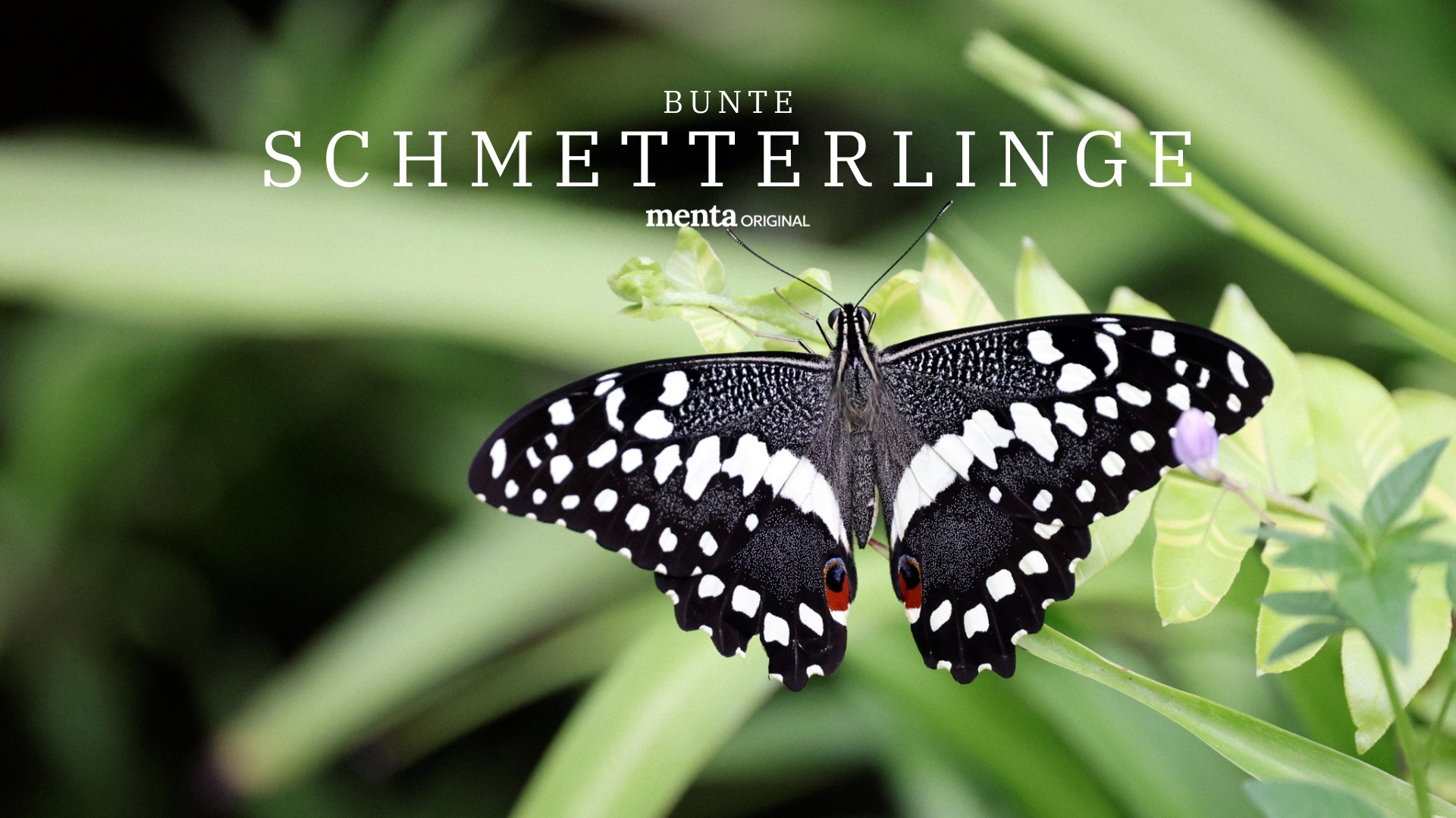 Bunte Schmetterlinge