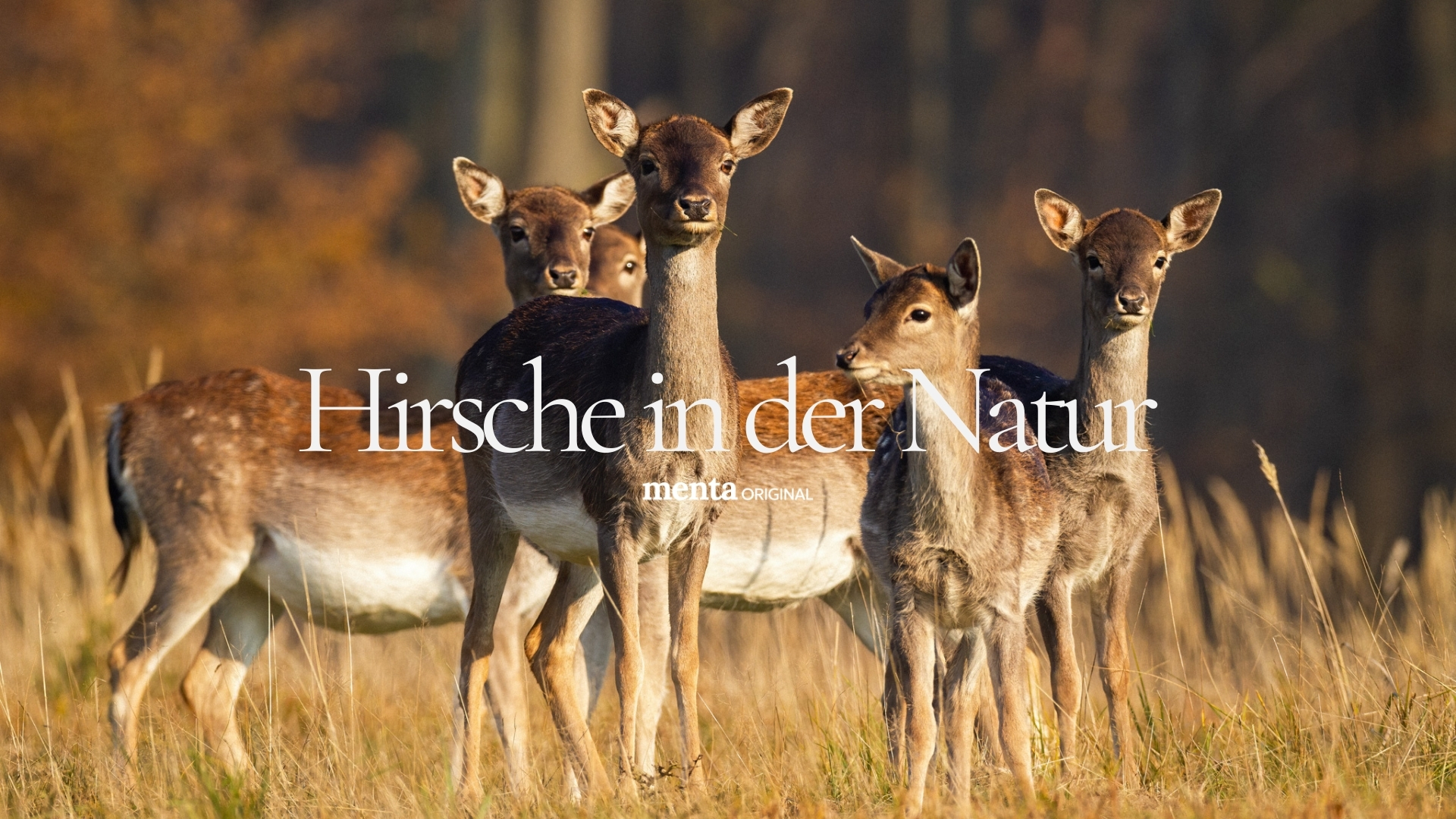 Hirsche in der Natur