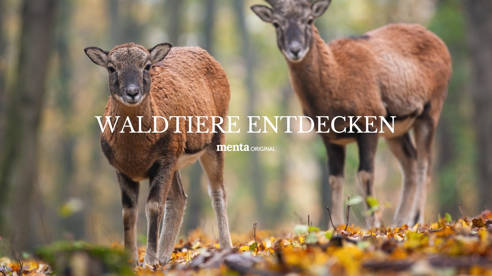 Waldtiere entdecken