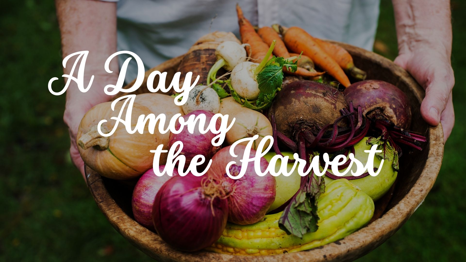A Day Among the Harvest