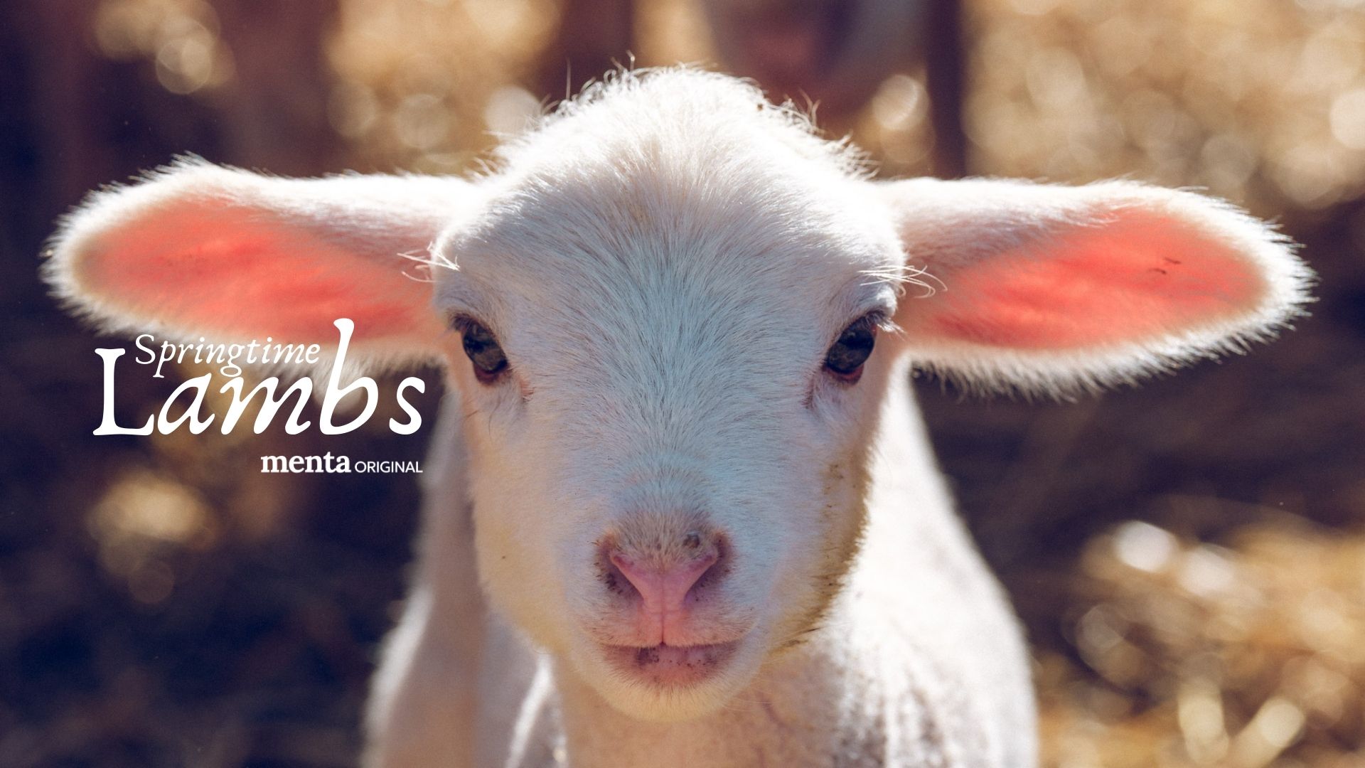 Springtime Lambs