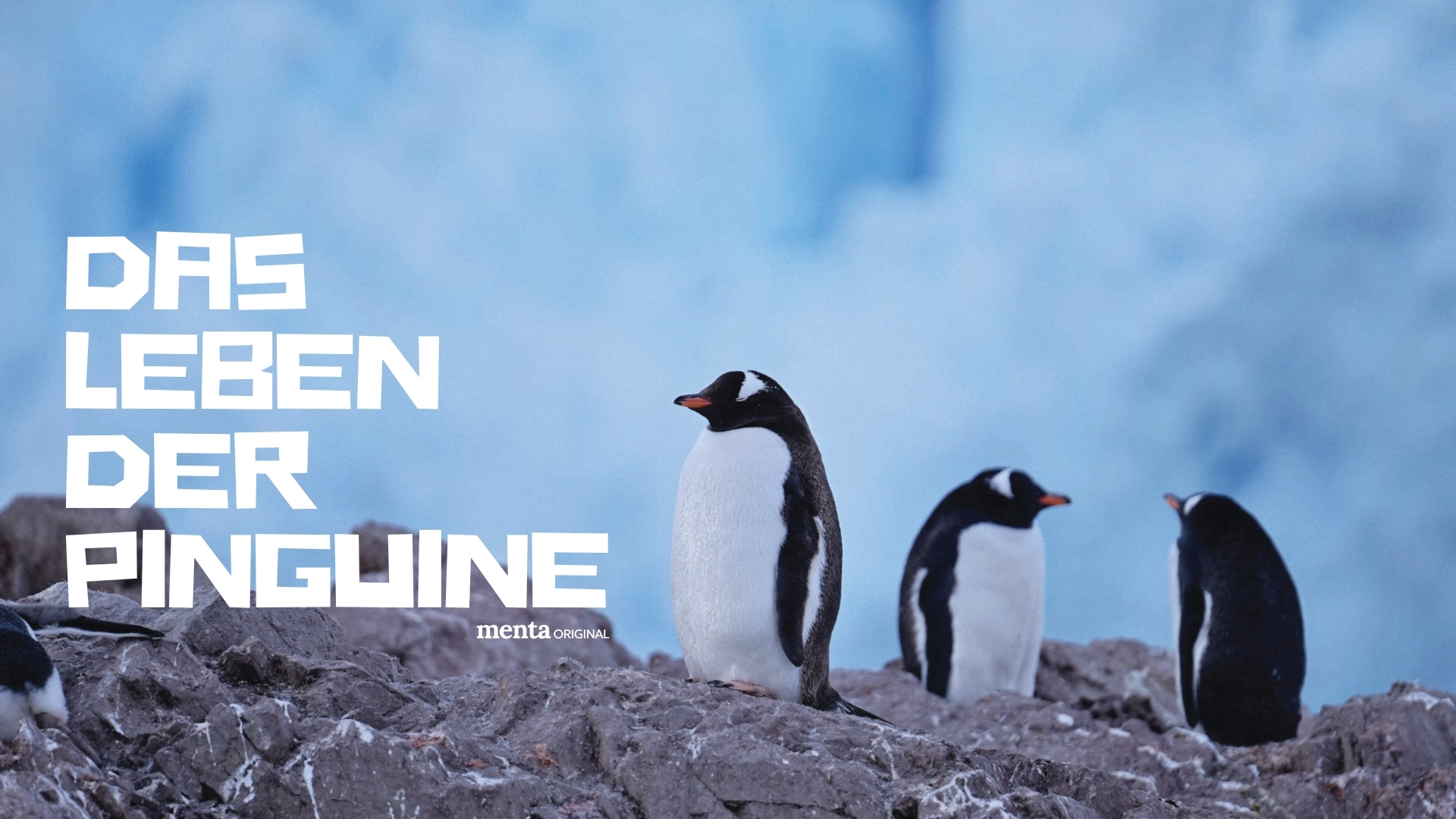 Das Leben der Pinguine