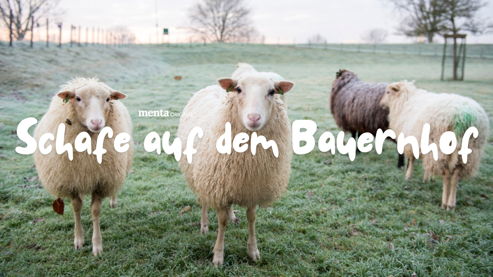 Schafe auf dem Bauernhof