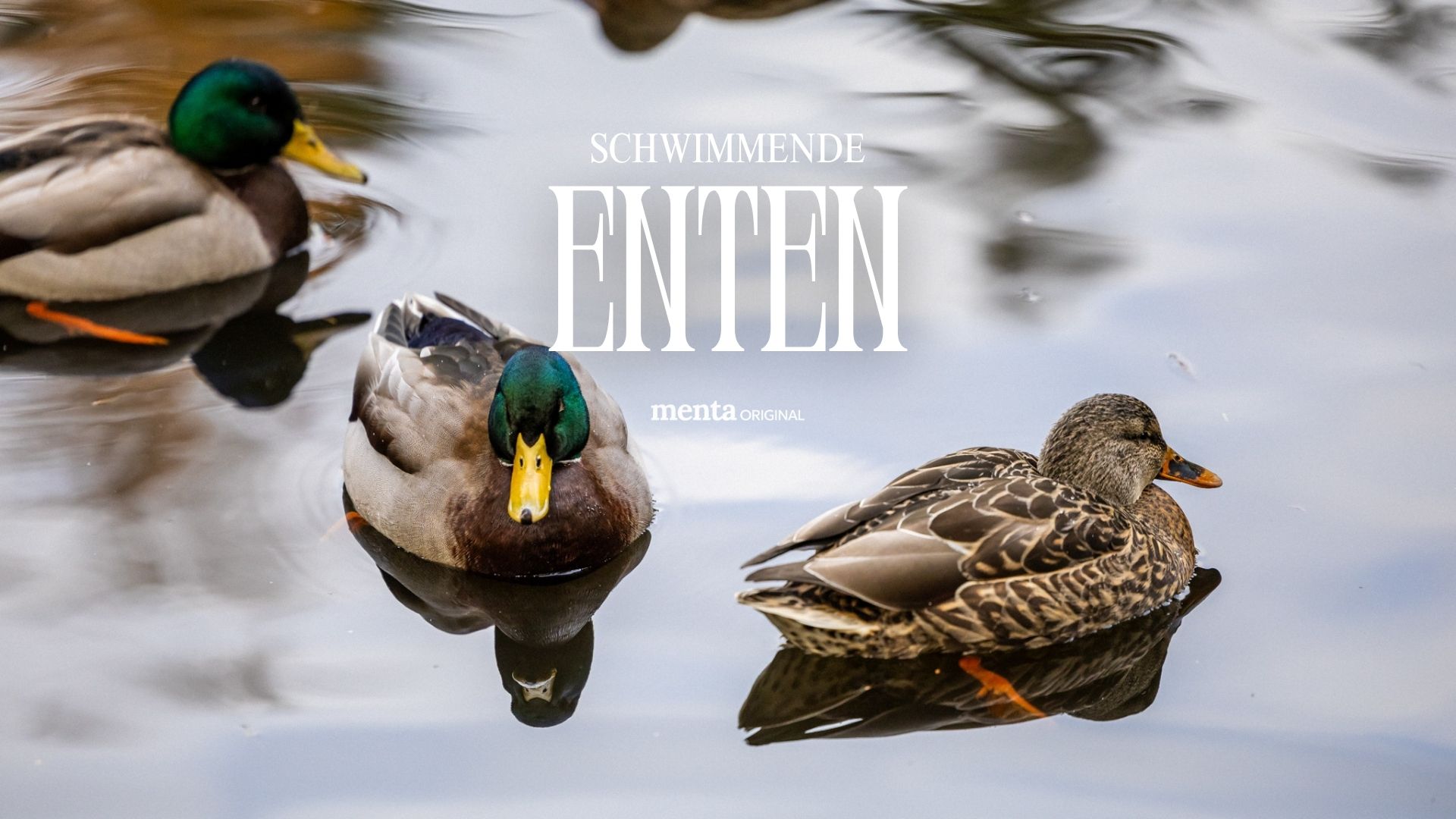 Schwimmende Enten