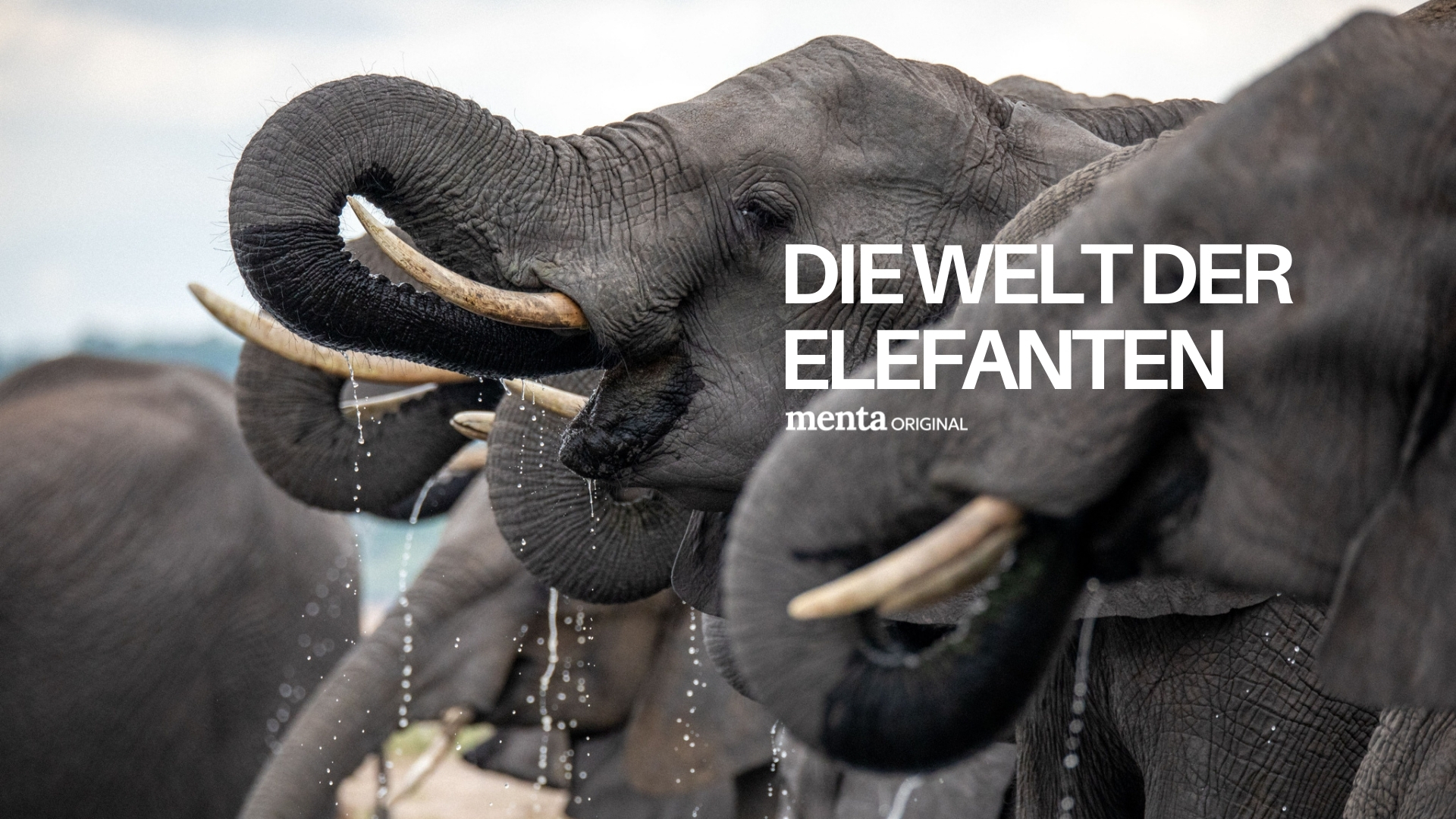 Die Welt der Elefanten