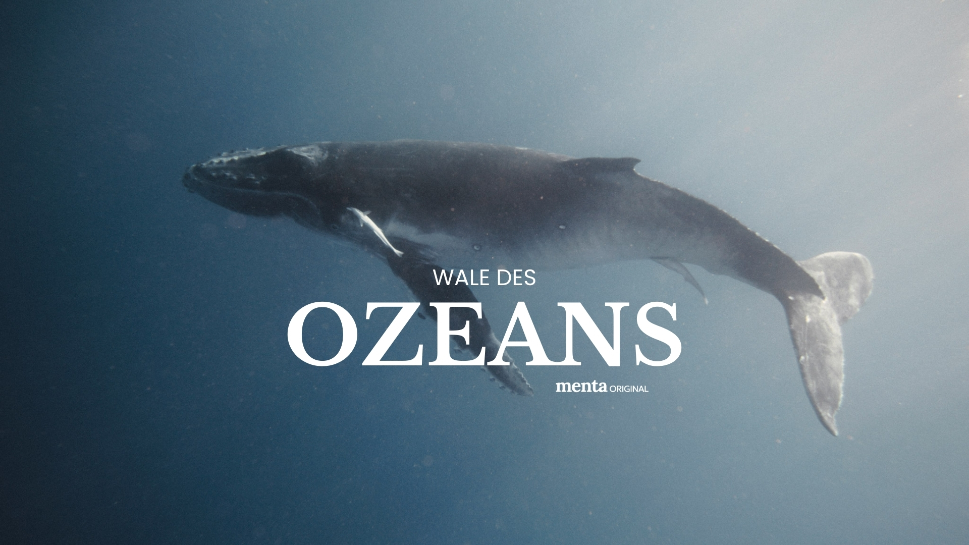 Wale des Ozeans