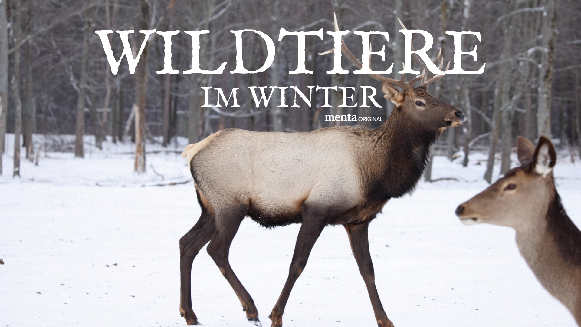Wildtiere im Winter