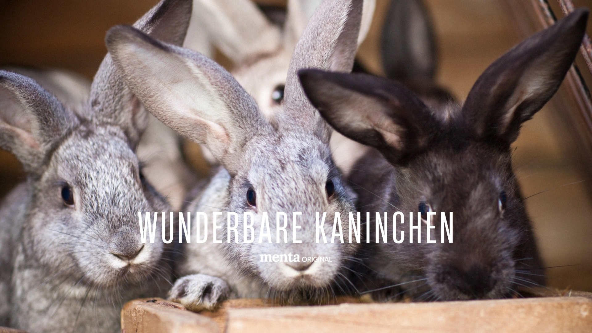 Wunderbare Kaninchen