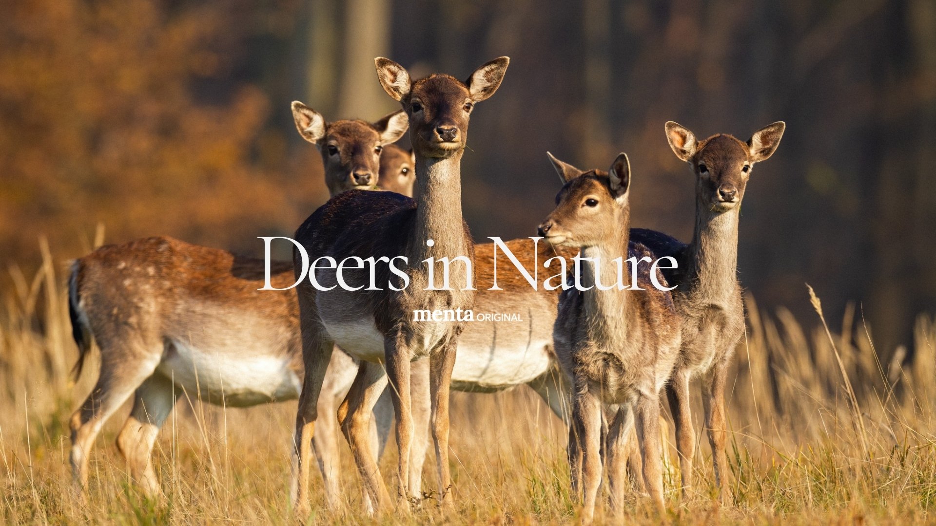 Deers in Nature