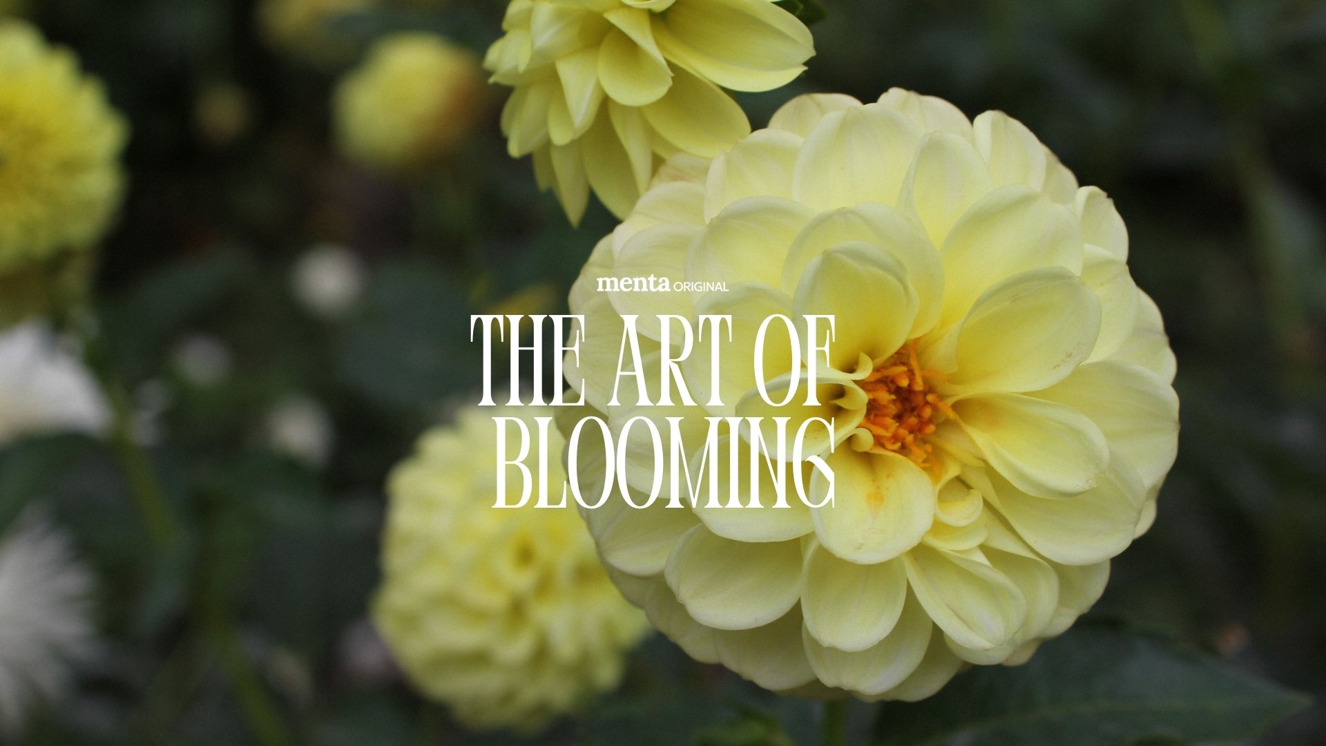 The Art of Blooming
