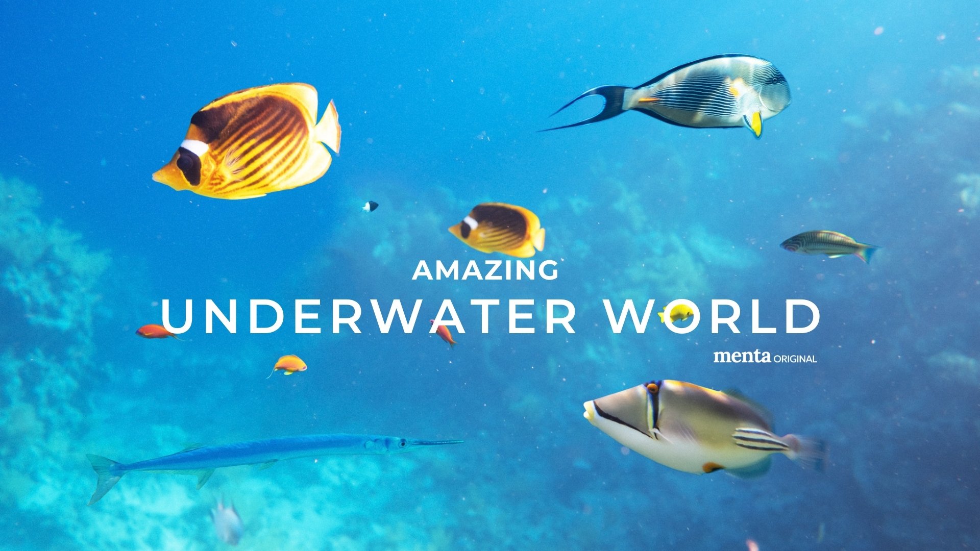 Amazing Underwater World