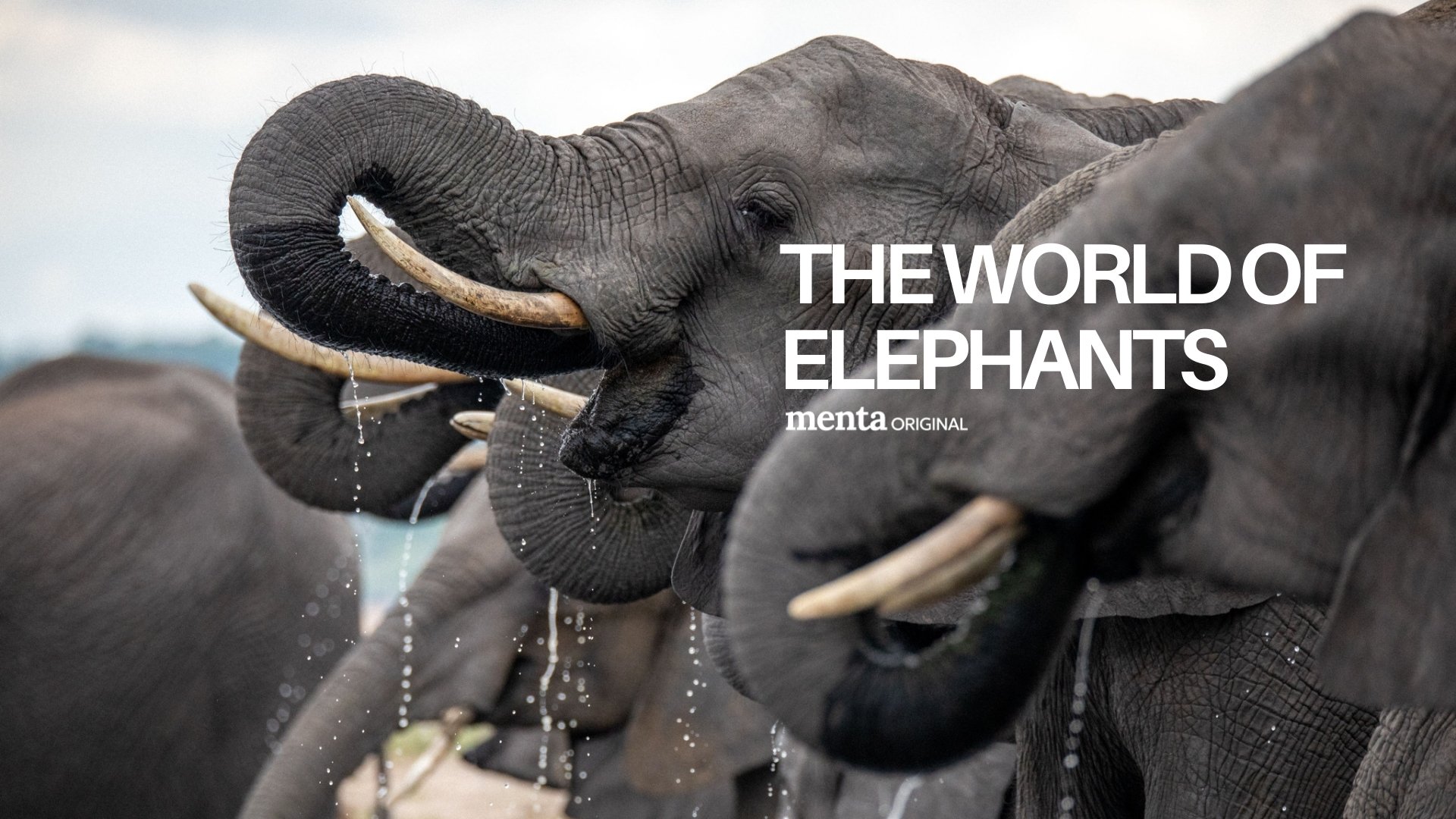 The World of Elephants