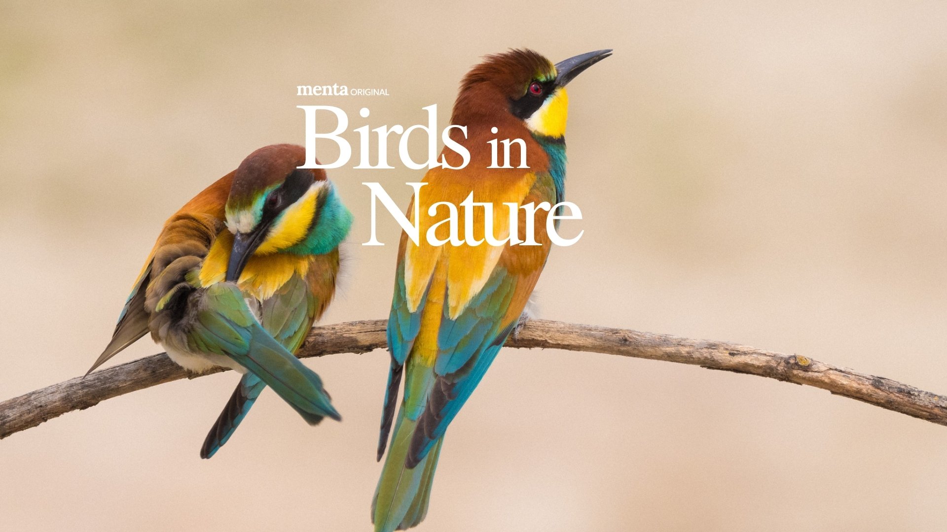 Birds in Nature