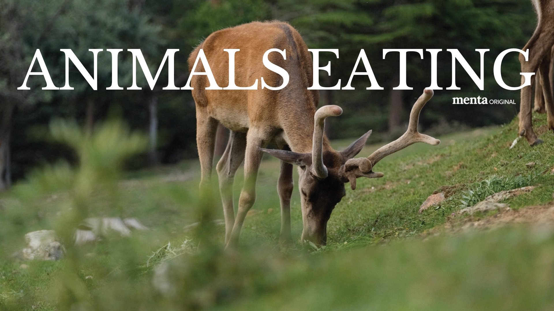 Animals Eating