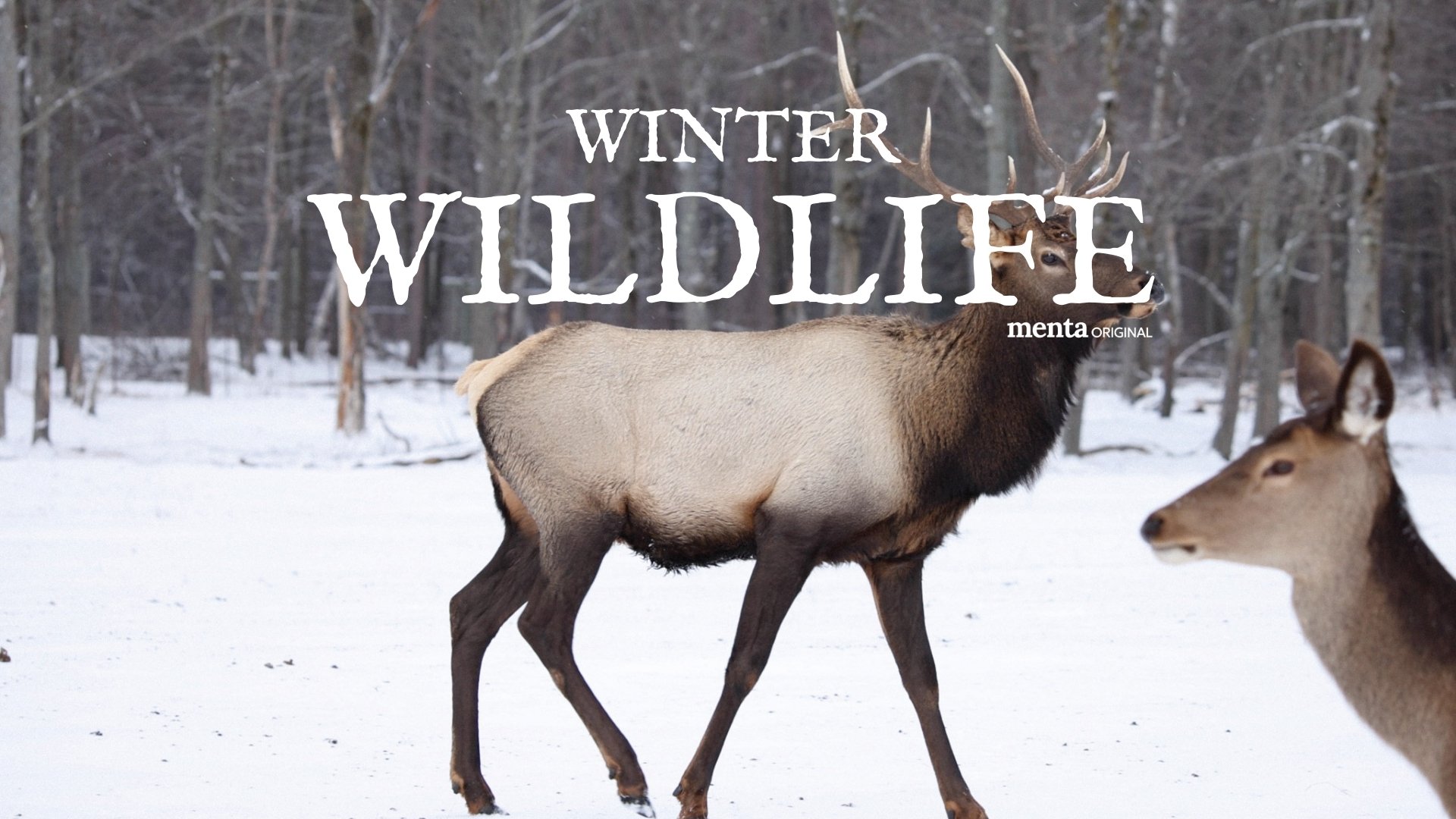 Winter Wildlife