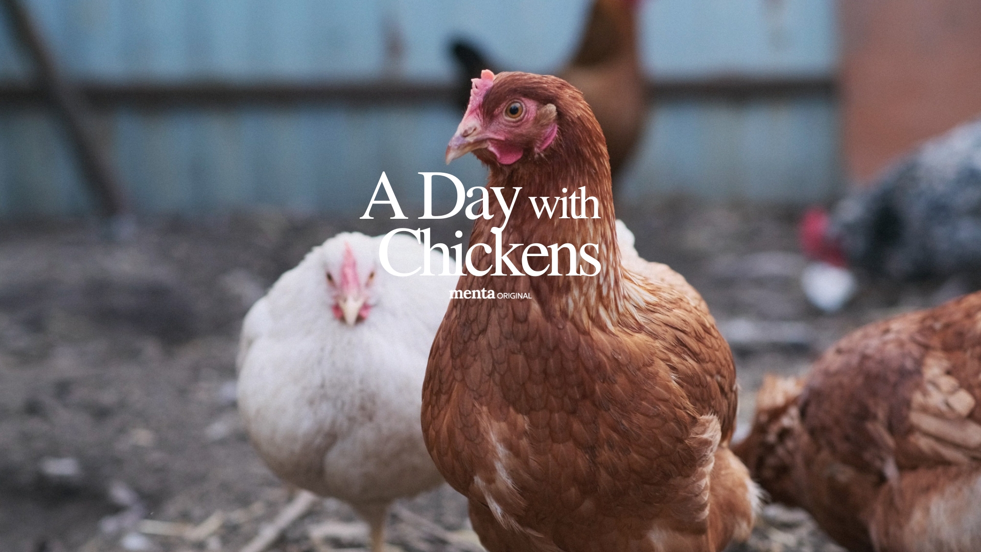 A Day with Chickens