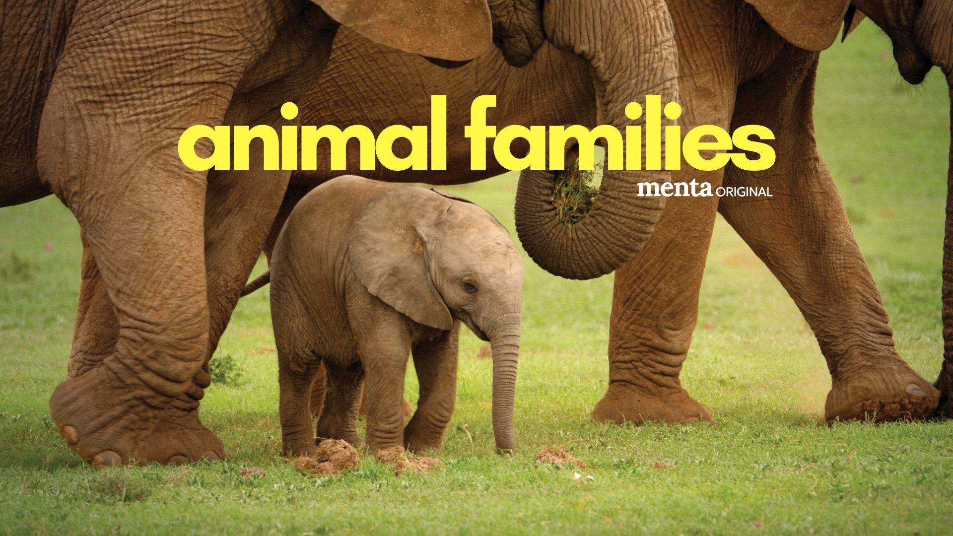 Animal Families