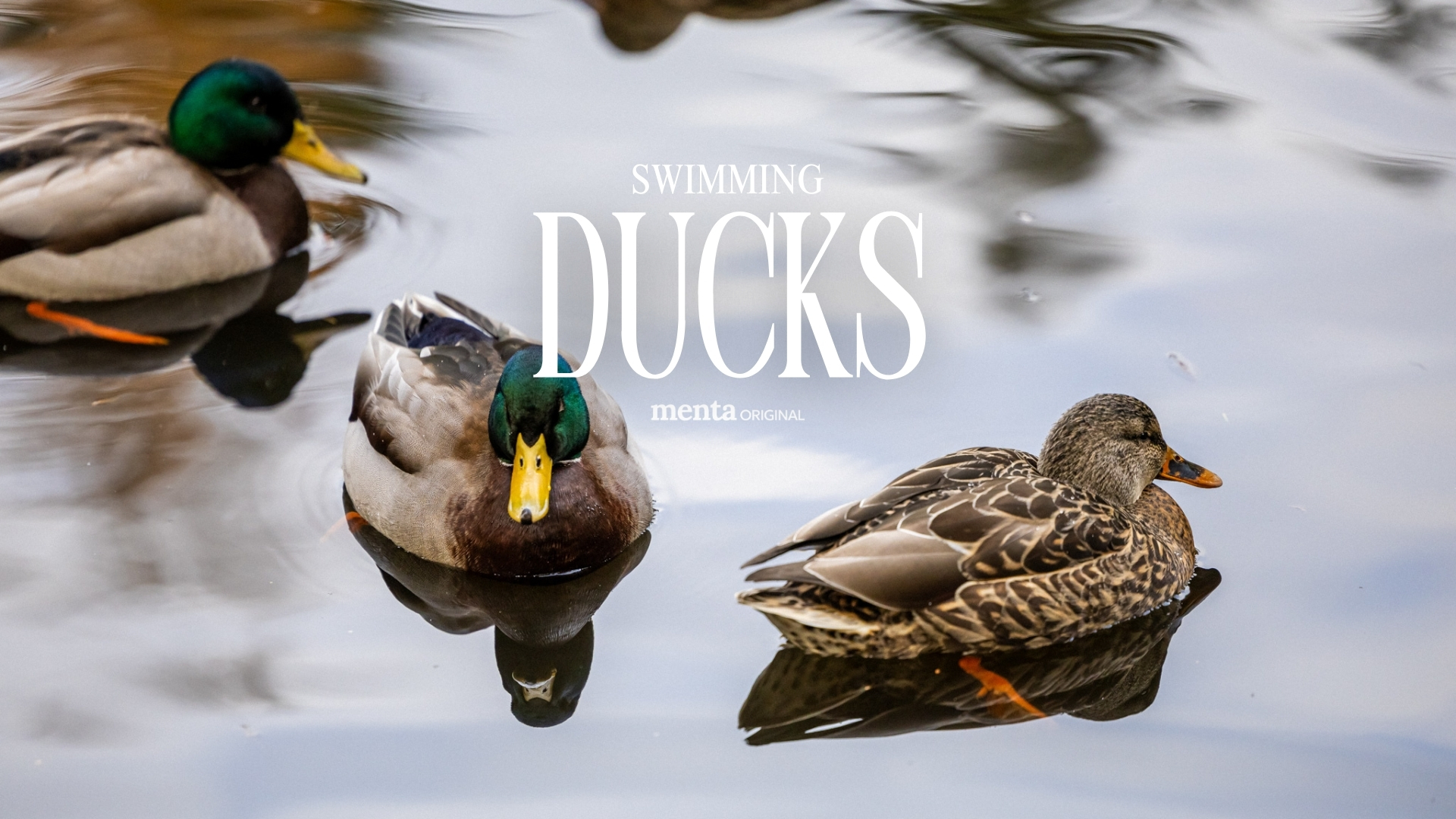 Swimming Ducks