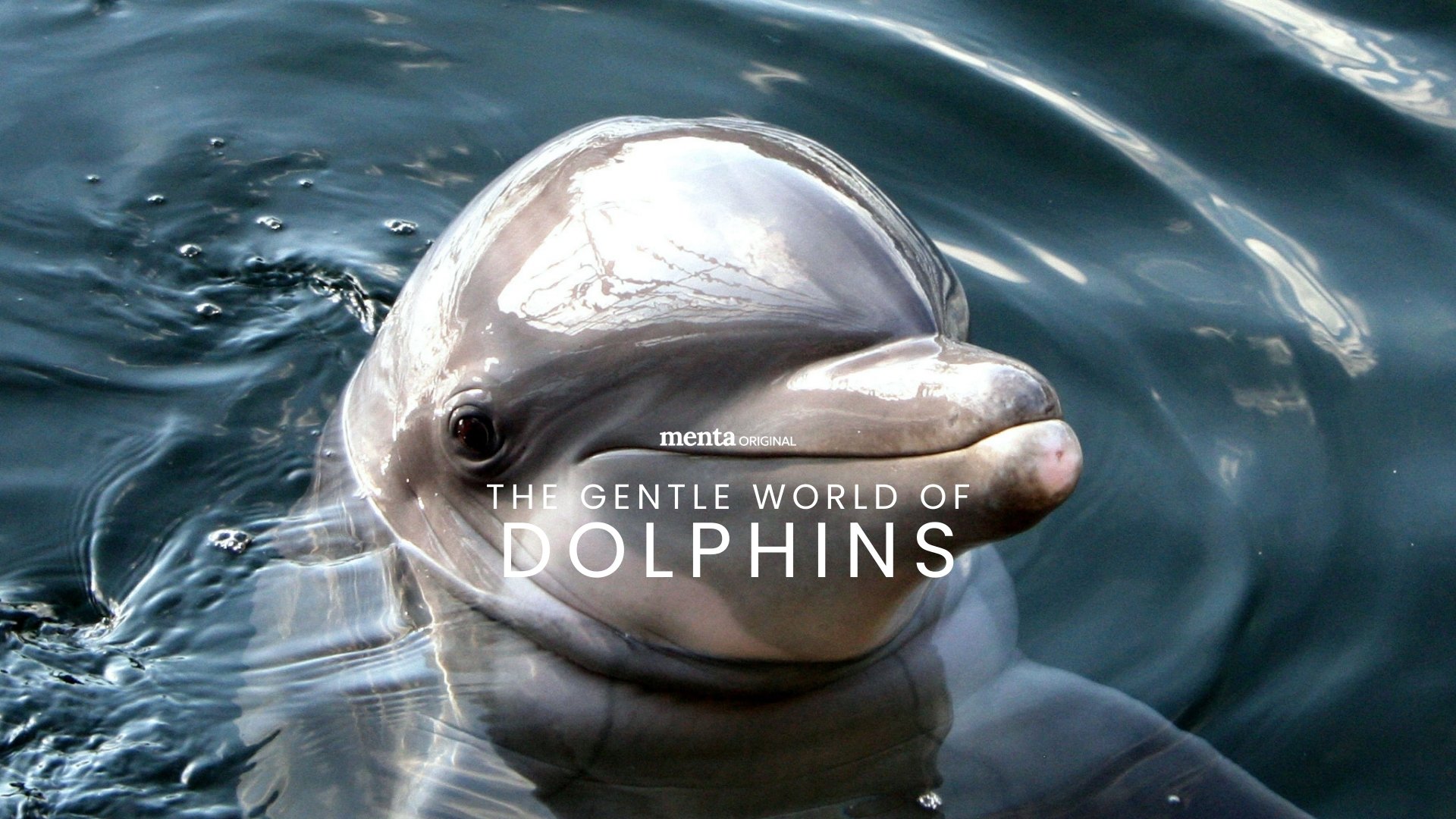 The Gentle World of Dolphins