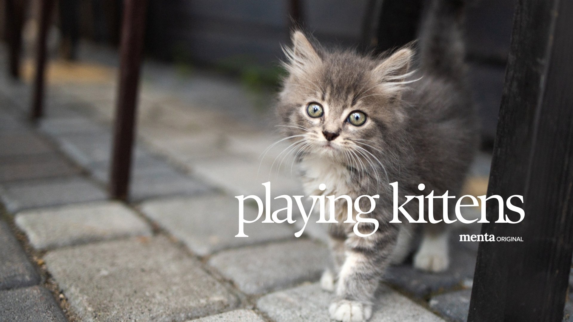 Playing Kittens