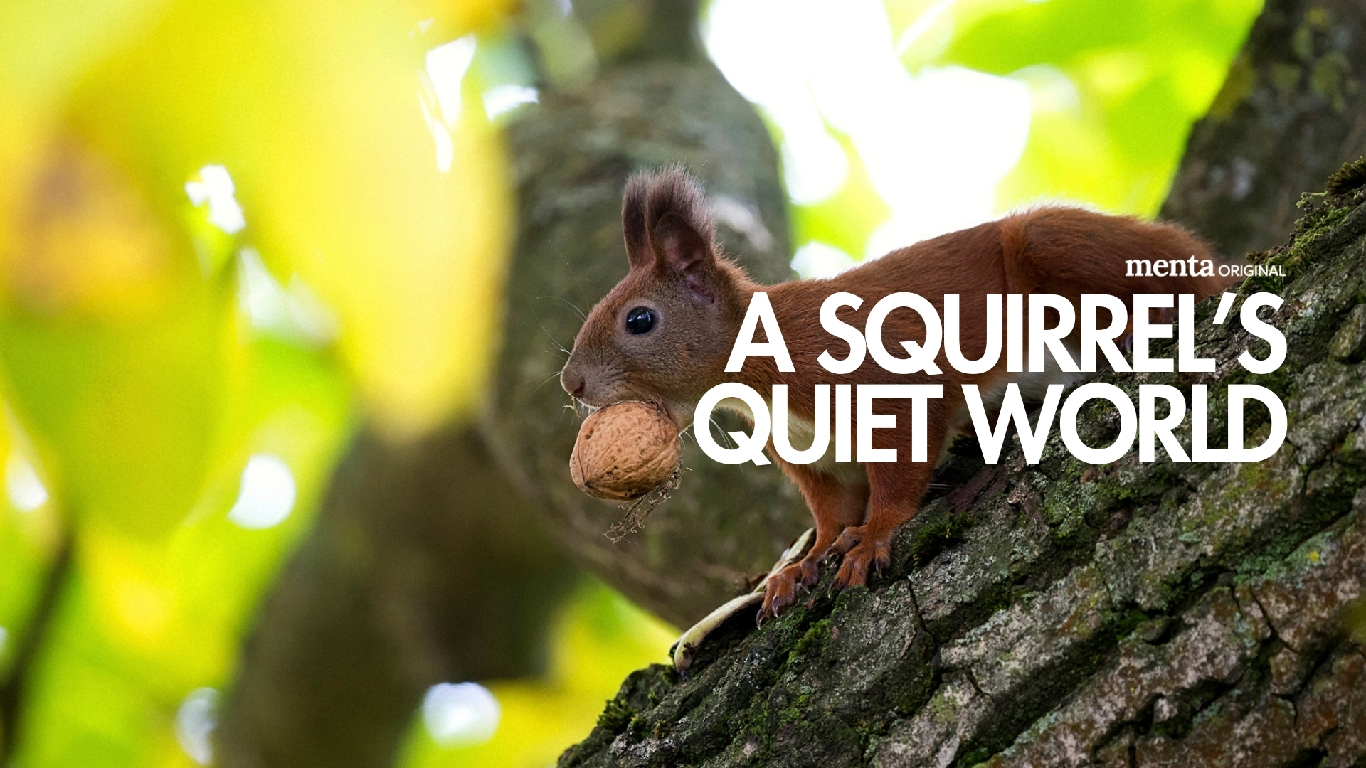 A Squirrel’s Quiet World