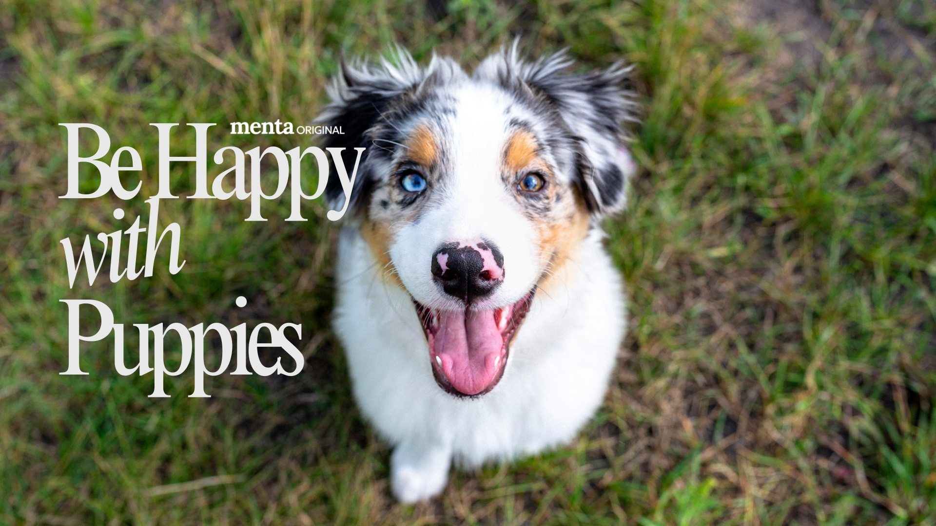 Be Happy with Puppies