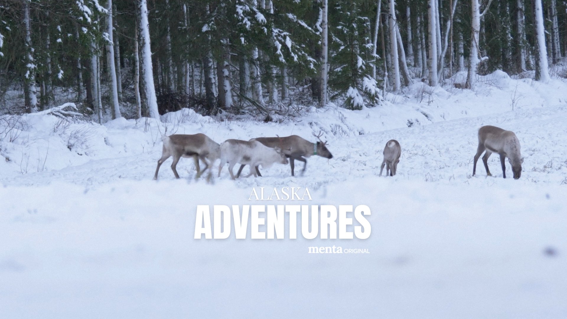 Alaska Adventures