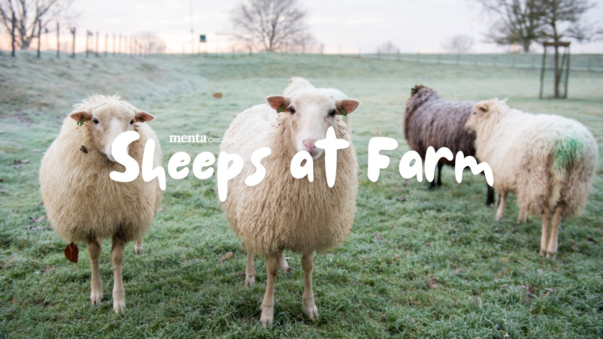 Sheeps at Farm