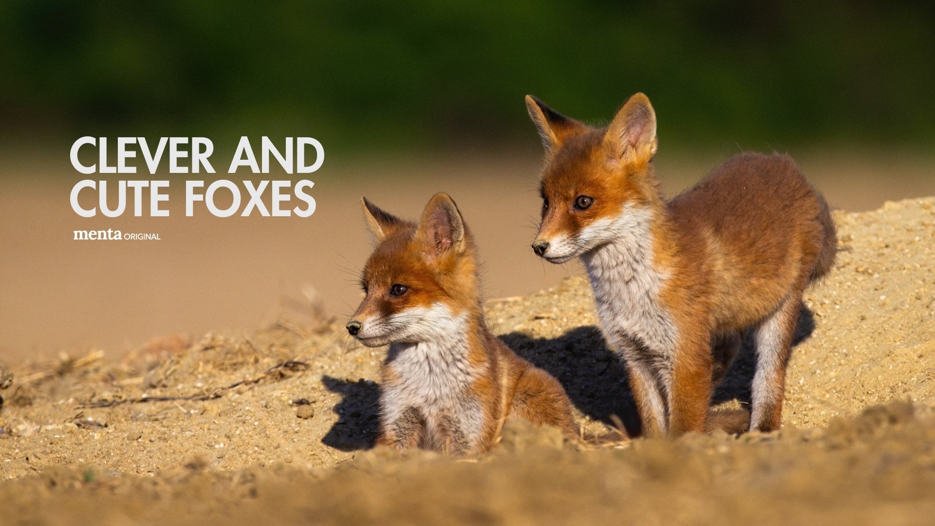 Clever and Cute Foxes