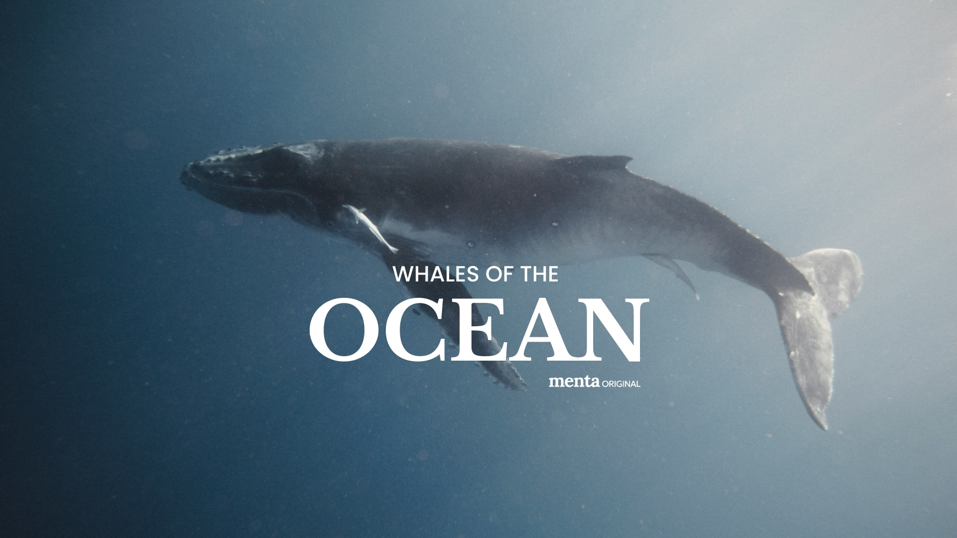 Whales of the Ocean