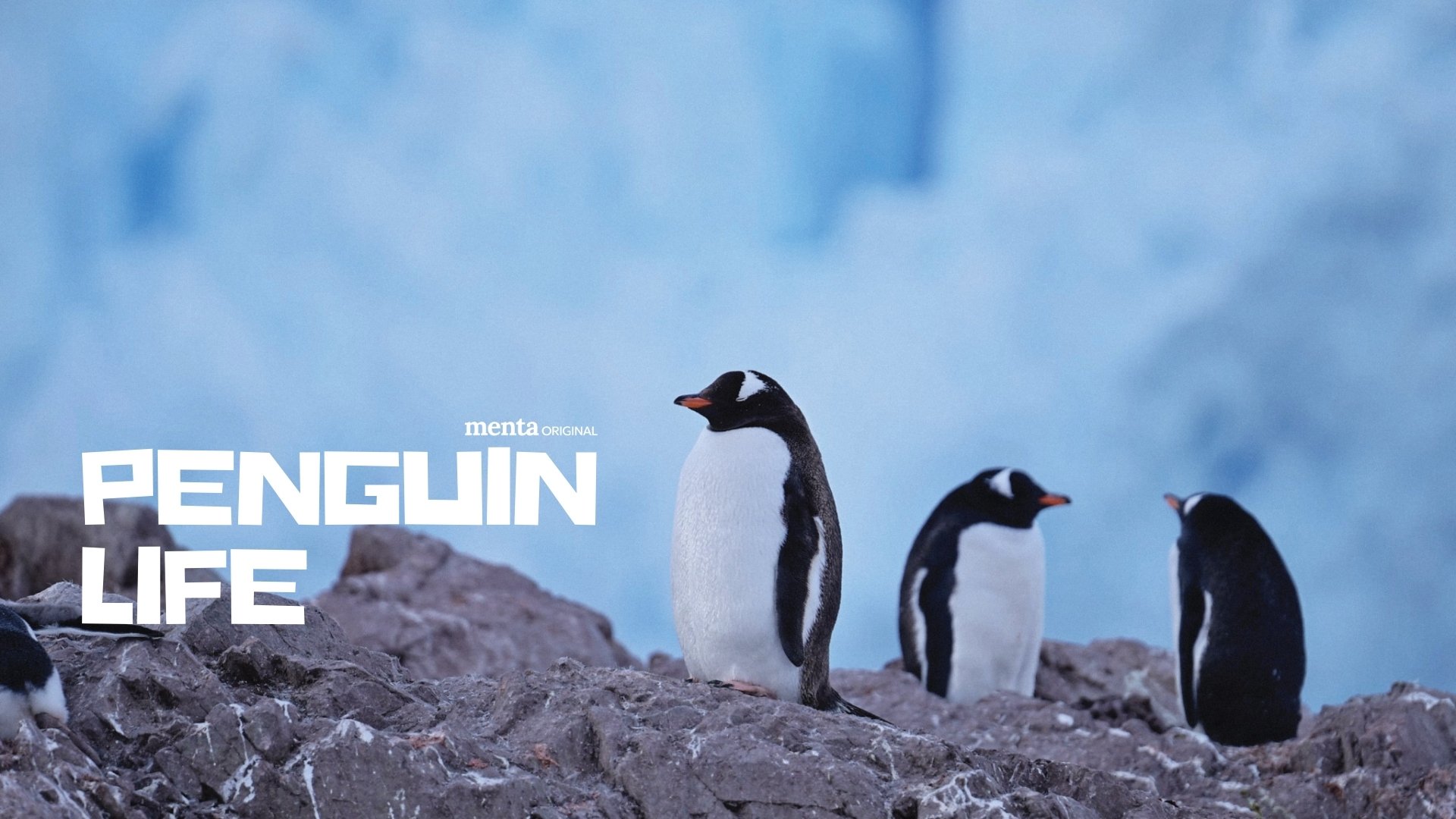 Penguin Life